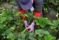 ФОП Клок Роман Александрович, (ЧП Пелех)