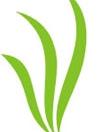 CRAFF FLOWERS SP