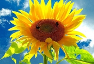 Цео дезайр эдженси